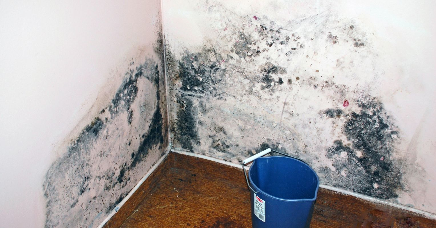 Image depicting mold growth on a damp surface, representing the theme of mold toxicity.